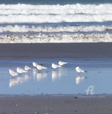 Mouettes au repos