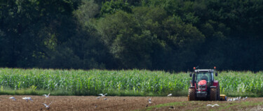 travaux champêtre d'été