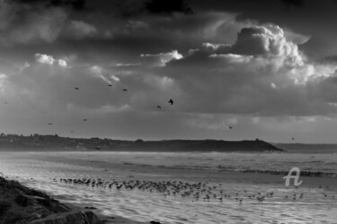 Les oiseaux de la Plage de Pentrez